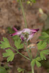 Ramping fumitory